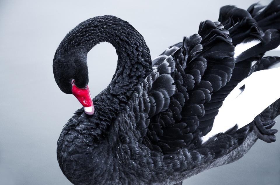 En 2020, la guerre des Cygnes Noirs